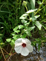 Malvaceae