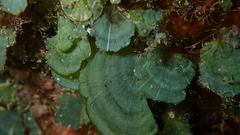 Rhipidosiphon