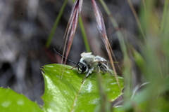 Eucera edwardsii