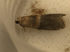 Acrobasis demotella
