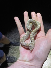 Arizona elegans elegans