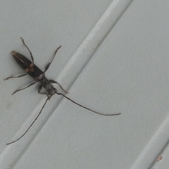 Heterachthes zapopana