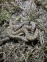 Arizona elegans elegans