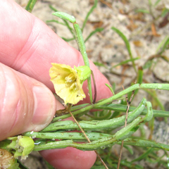 Physalis angustifolia