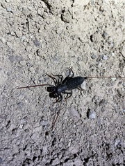 Mastigoproctus giganteus