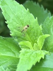 Chrysopilus modestus