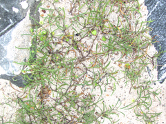 Physalis angustifolia