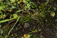 Isoetes minima