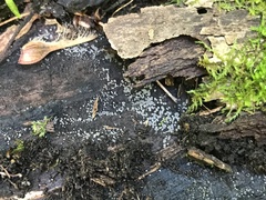 Strossmayeria basitricha