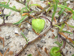 Physalis angustifolia