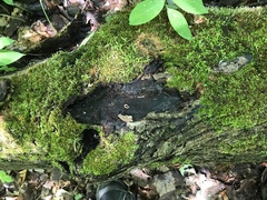 Strossmayeria basitricha