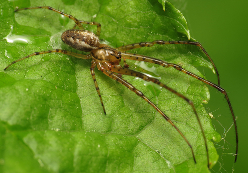 Metellina mengei (Blackwall, 1869)