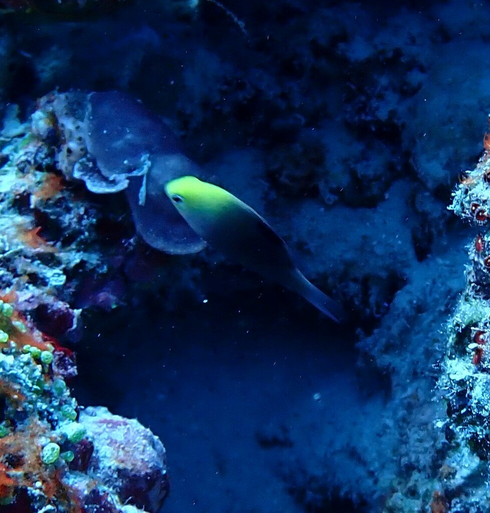 Talbot's Damsel