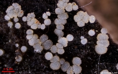 Strossmayeria basitricha