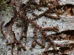 Frullania bolanderi