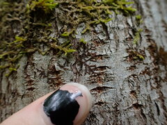 Frullania bolanderi