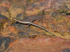 Cryptoblepharus litoralis litoralis