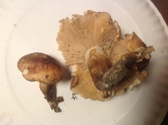 Lyophyllum fuligineum