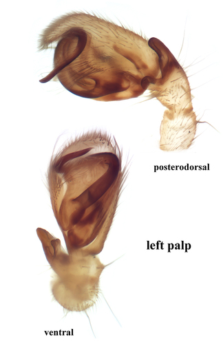 Clubiona lutescens
