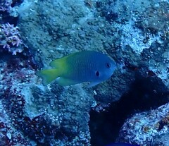 Pomacentrus nigromarginatus