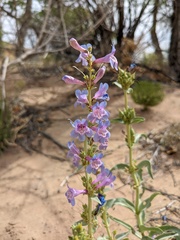 Penstemon angustifolius