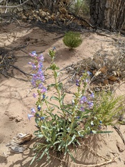 Penstemon angustifolius