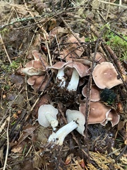 Gerhardtia
