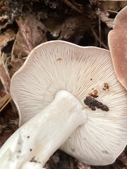Gerhardtia