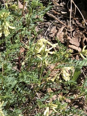 Astragalus scopulorum