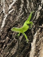 Iguana iguana