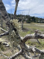 Ramalina canariensis
