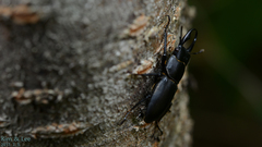 Dorcus rectus rectus