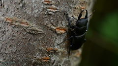 Dorcus rectus rectus