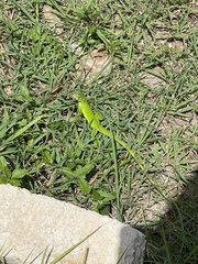 Iguana iguana