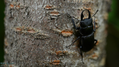 Dorcus rectus rectus