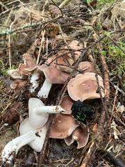 Gerhardtia