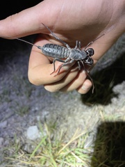 Mastigoproctus giganteus