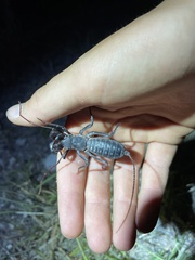 Mastigoproctus giganteus