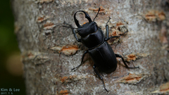 Dorcus rectus rectus