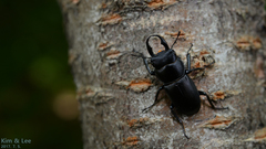 Dorcus rectus rectus