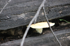 Neolentinus degener
