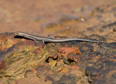 Cryptoblepharus litoralis litoralis