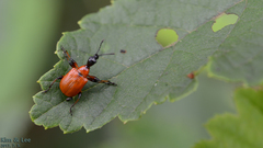 Apoderus jekelii