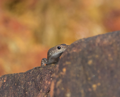 Cryptoblepharus litoralis litoralis