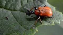Apoderus jekelii