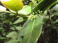 Mystroxylon aethiopicum