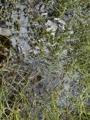 Lithobates palustris