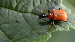 Apoderus jekelii