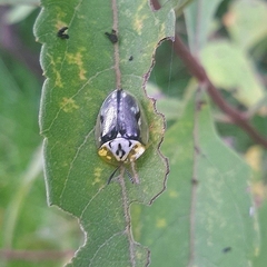 Physonota puncticollis