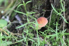 Neolentinus degener